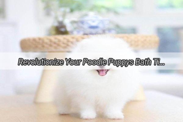 Revolutionize Your Poodle Puppys Bath Time The Ultimate Guide to Choosing the Best Products